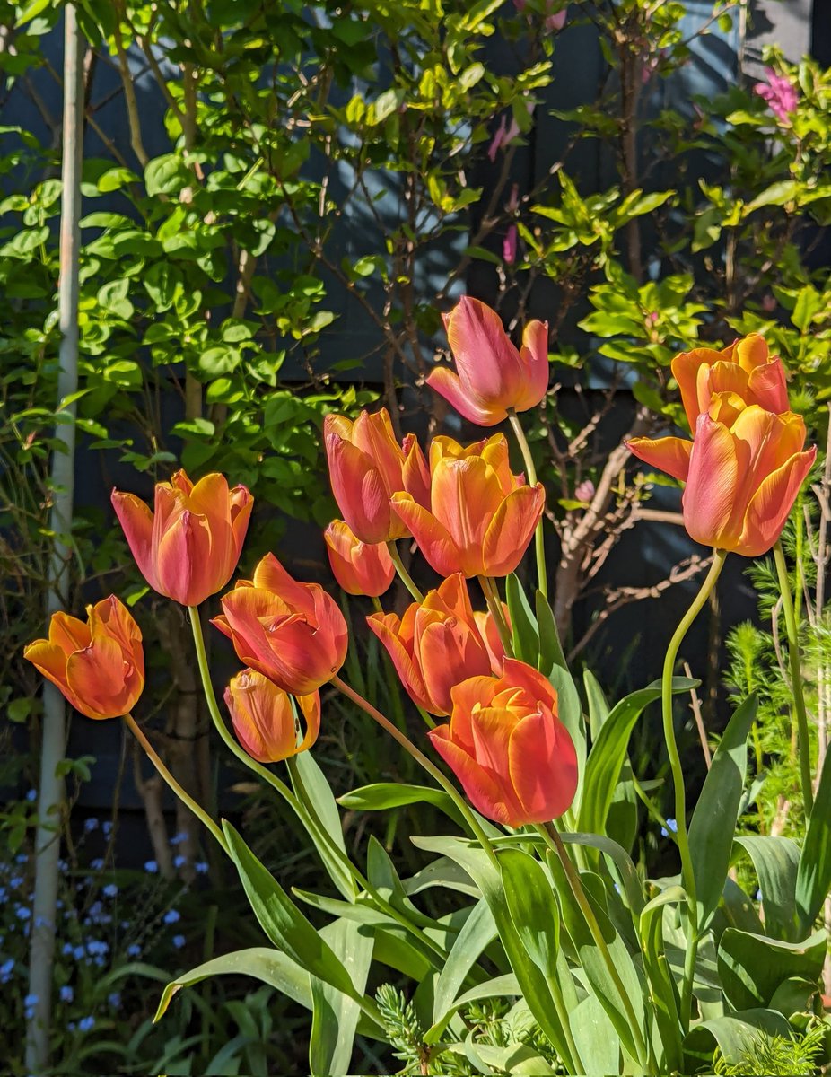 In full spring. ☀️ 🌿 🌷🌿🌷🌿 🤗 #TulipTuesday #Flowers #gardening