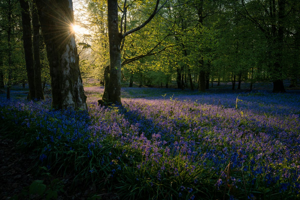 Shawna Ross explores how bluebells function serially both as reminders of the cyclical rebirth of spring and as inspiration for mourning in #EmilyBrontë's #WutheringHeights. shorturl.at/fkwBO @ProjectMUSE #Victorians