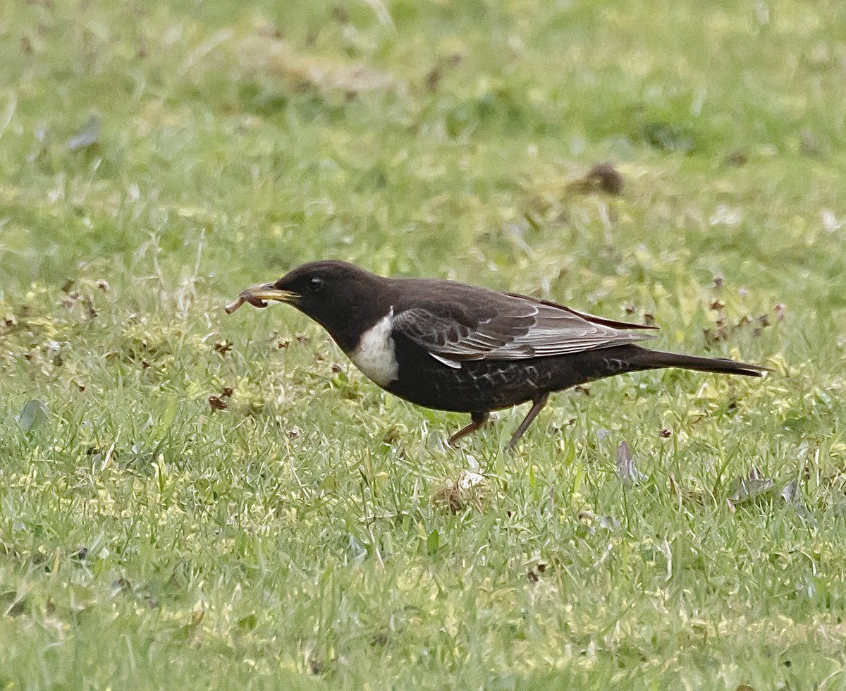 Found my first Ring Ouzel of the year on Bodmin moor this morning. Very distant and didn’t hang around but great to see. @CBWPS1 #TwitterNatureCommunity