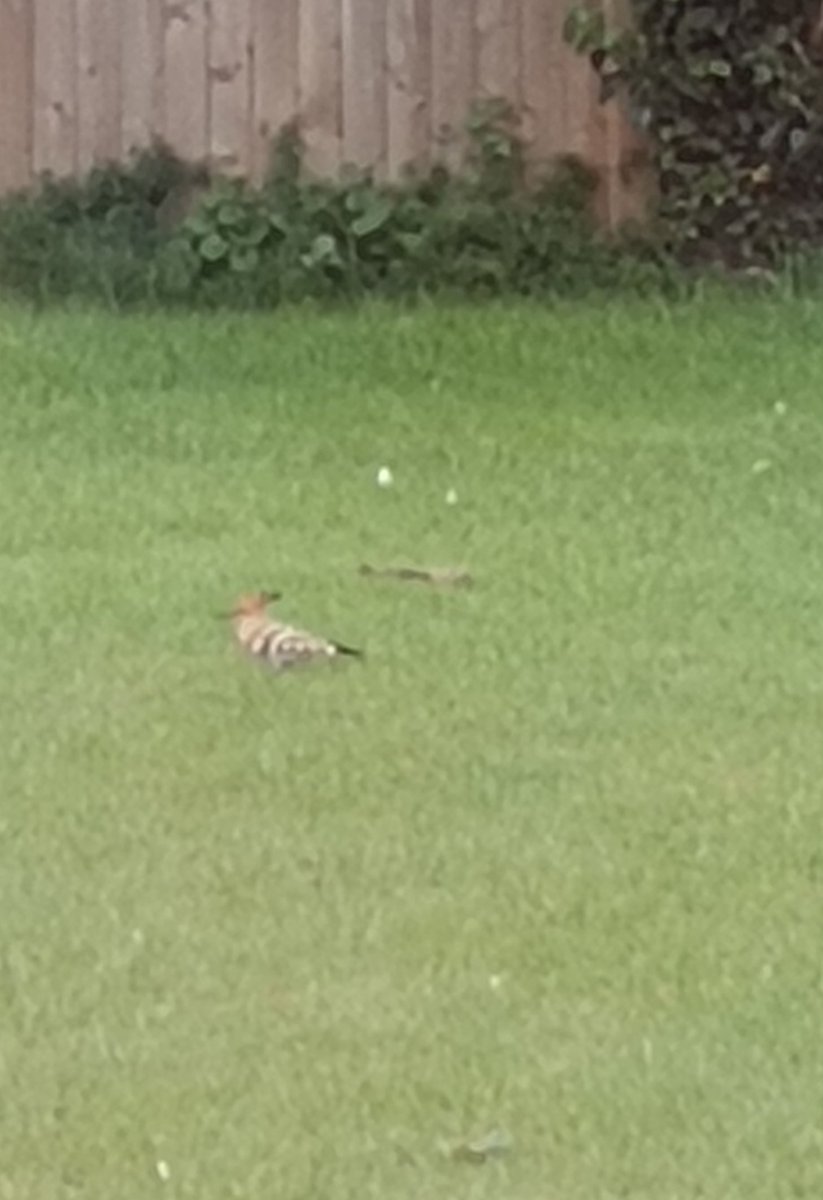 alm_29988's tweet photo. @Hoopoesuk pretty certain we have spotted a hoopoe in our garden the last couple of days (Huntingdonshire) https://t.co/GJFCc2mfwq