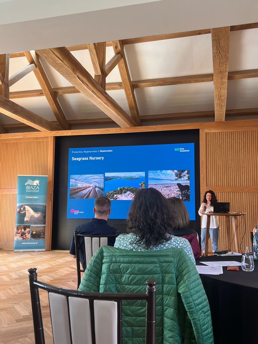 Today, our Seagrass Aquaculture Technician, Mim, took the stage at the annual @BIAZA Conservation Conference! She discussed the methods we use to plant and grow seagrass seedlings at scale to restore wild seagrass meadows as part of our #BlueMeadows programme!