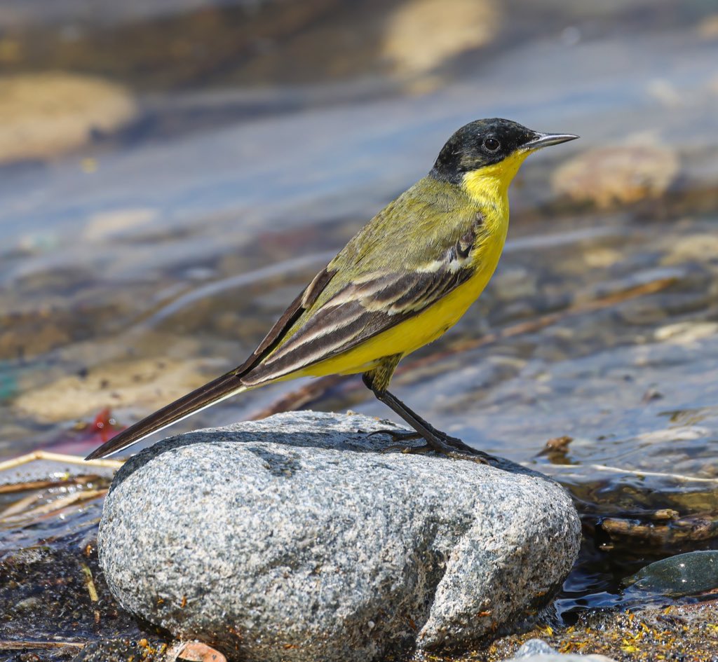 Thanks for all the positive feedback I really do appreciate it, so tonight’s thread, anything with a hint of yellow, I’ll start with this Western Yellow Wagtail Cyprus 🇨🇾