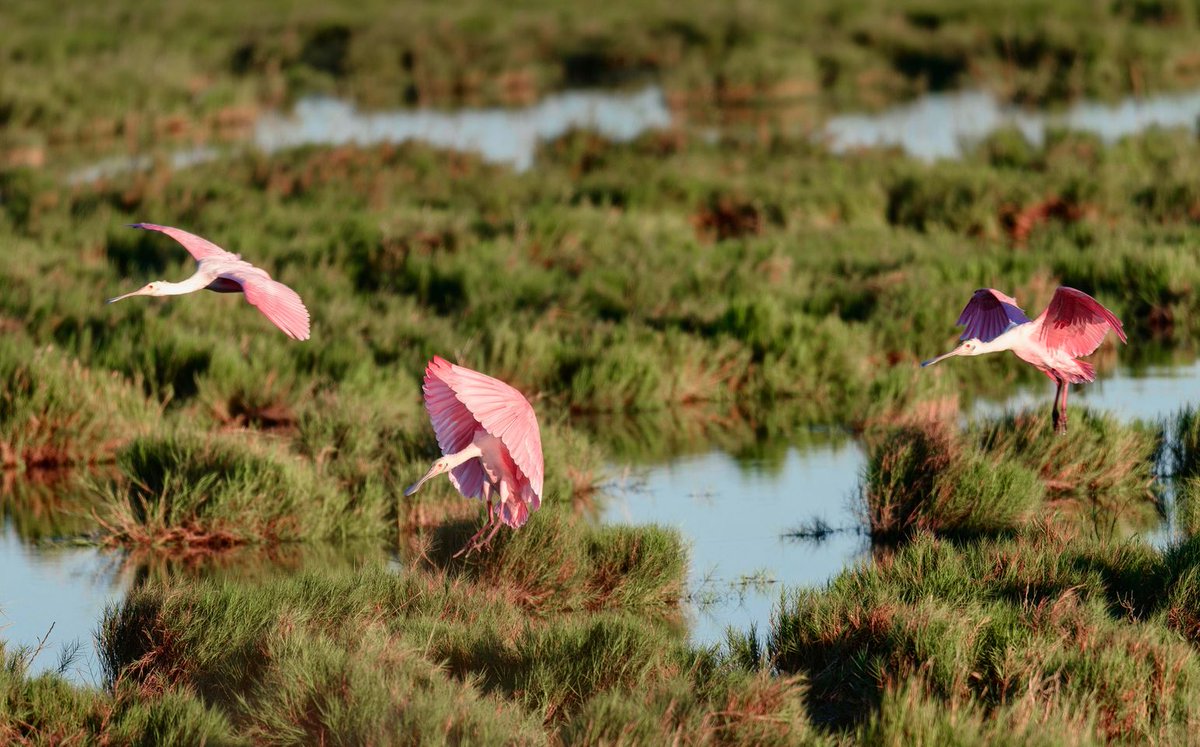 Today @USFWS expanded the potential boundaries of two Texas Coastal Bend refuges, Aransas National Wildlife Refuge & Big Boggy National Wildlife Refuge, by 150,000 acres. They'll now work with willing sellers to conserve additional land for the refuges. fws.gov/press-release/…