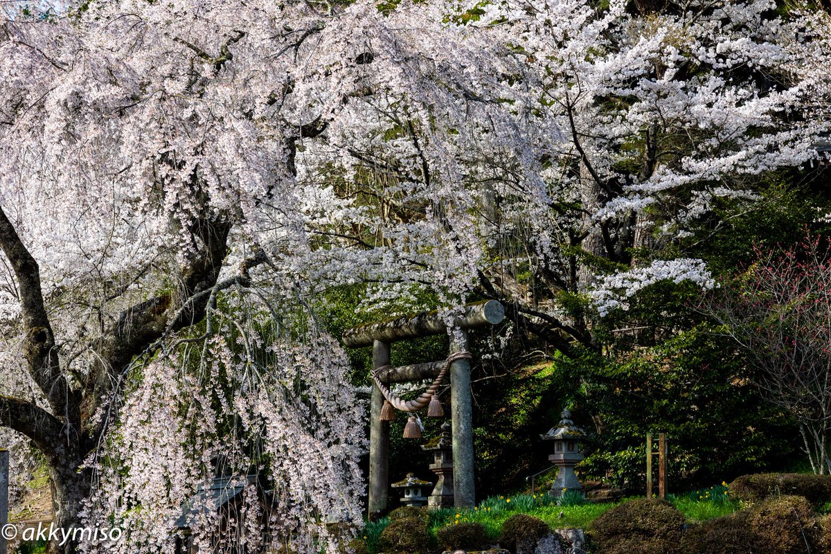 🌸枝垂れ桜に覆い隠される鳥居
#森山神社 #下呂　
#canonphotography #canon #eosr6