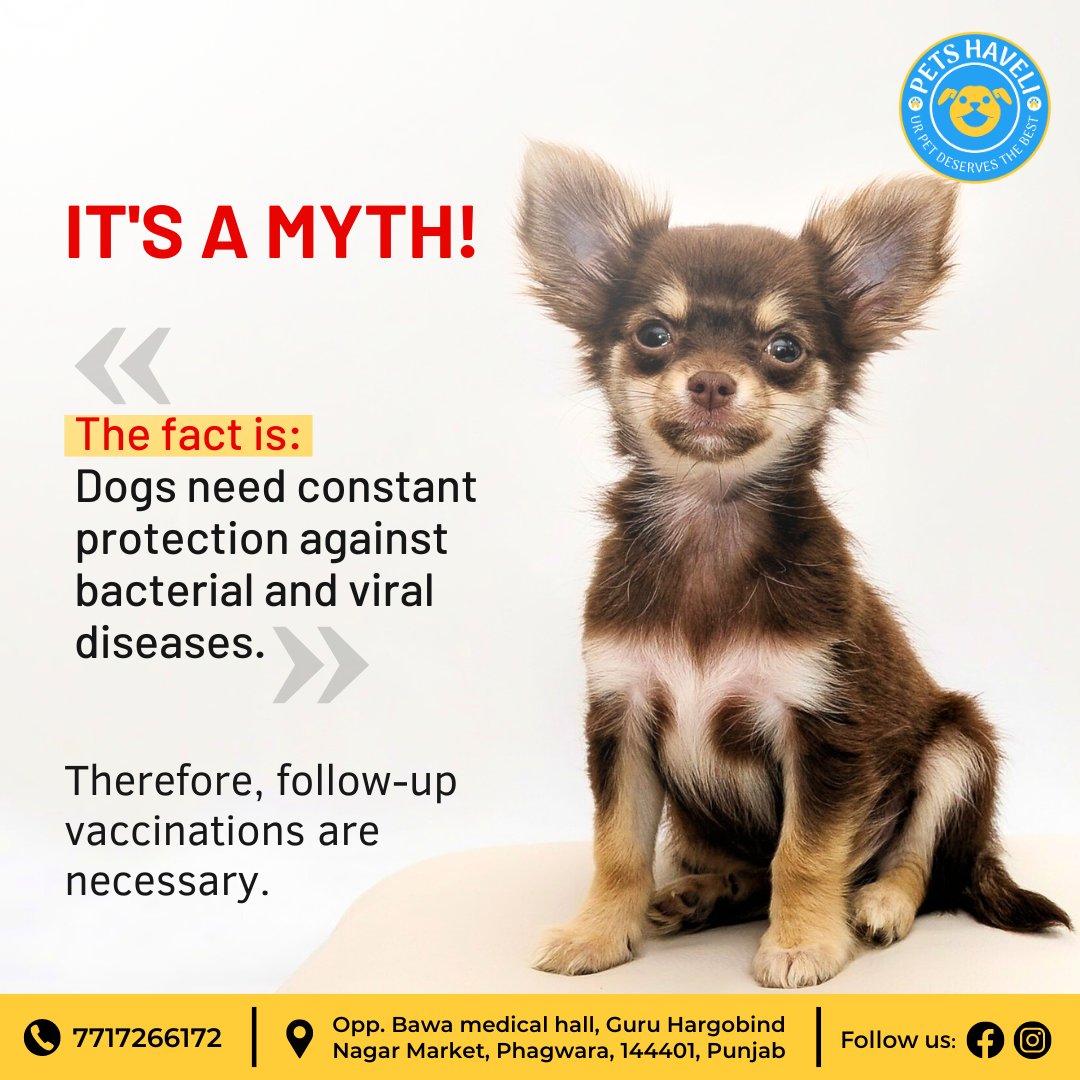MYTH
OR
FACT?
Dogs need to be vaccinated only once.

IT'S A MYTH!
The fact is: Dogs need constant protection against bacterial and viral
diseases.
Therefore, follow-up vaccinations are necessary.

#Petshaveli #Phagwara #Punjab #petstore #petshop #pets #petaccessories #petsupplies