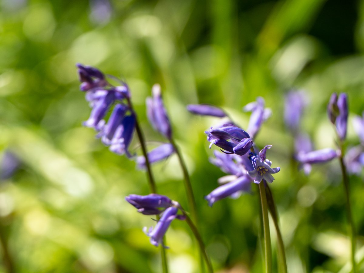 This Saturday, come along to Osterley Park & House for a scenic walk around the Long Walk with our ranger!👣 See the stunning bluebells first-hand and hear interesting facts about folklore and the history of iconic flowers. 1 pm – 2 pm More walk info at bit.ly/OsterleyEvents