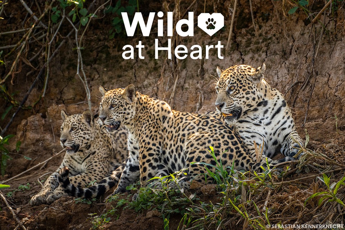 PantheraCats's tweet photo. Meet Patricia, the Queen of the Pantanal and the mother of four #jaguar cubs that will enrich their ecosystem.

To continue to help wild cats like Patricia this #EarthMonth, consider donating to Panthera's mission and become #WildAtHeart using this link: https://t.co/ThZYoCXJe2 https://t.co/vvY5vTfauS