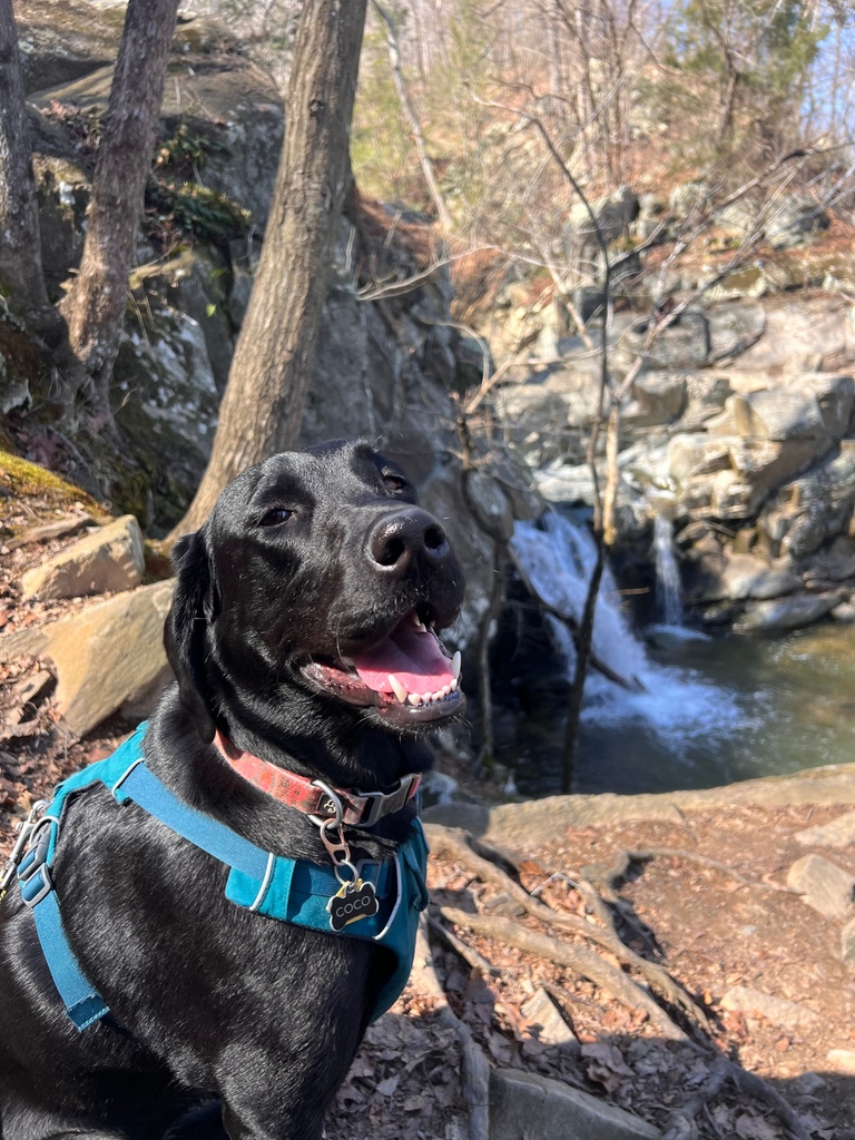 🐶 Today Coco, the American labrador retriever, embarked on an epic trail run through the woods and stumbled upon a hidden gem: a breathtaking waterfall! 💦

#labradorretriever #dogsofgeorgetown #dcdogs #dogrunner #dogadventures #dogfitness #doghikes #pantandwag #caninefitness