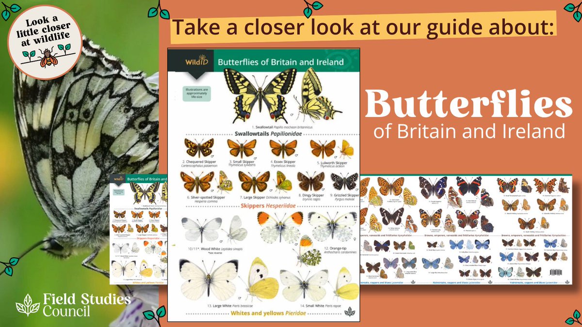 🦋 Who else has spotted their first butterfly already? 🤔 But would you know how to tell one from the other? 🧡 Our guides are loved for quick and easy ID covering 60 species you are likely to see. 👉 Get you guide: ow.ly/Wczf50RhcLN #butterflies #lepidopterology