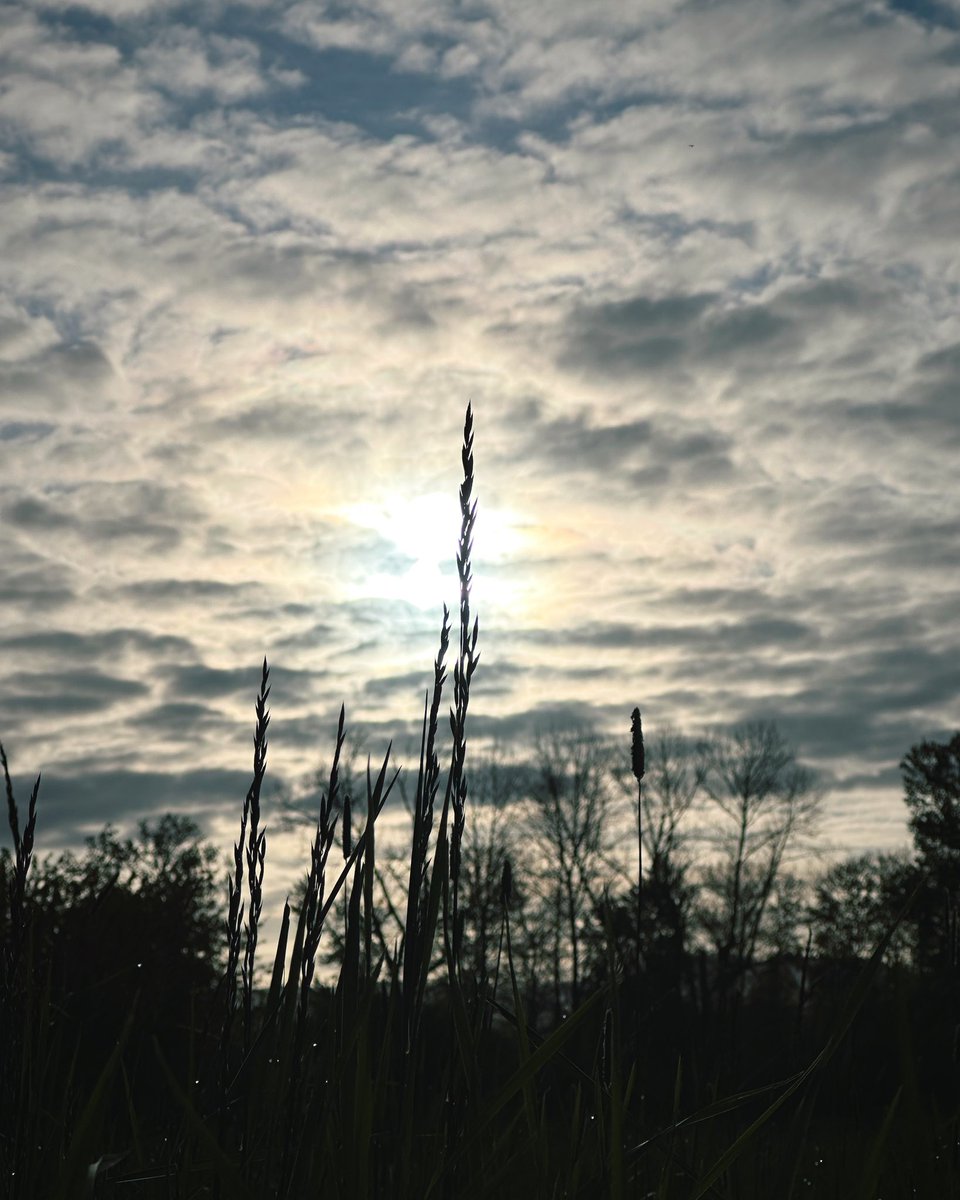 NeilPattonMusic's tweet photo. Good morning. Peace to you.
#morning #walk #nature #naturewalk #sunrise #chasingbeauty https://t.co/RJM1jUAdKA