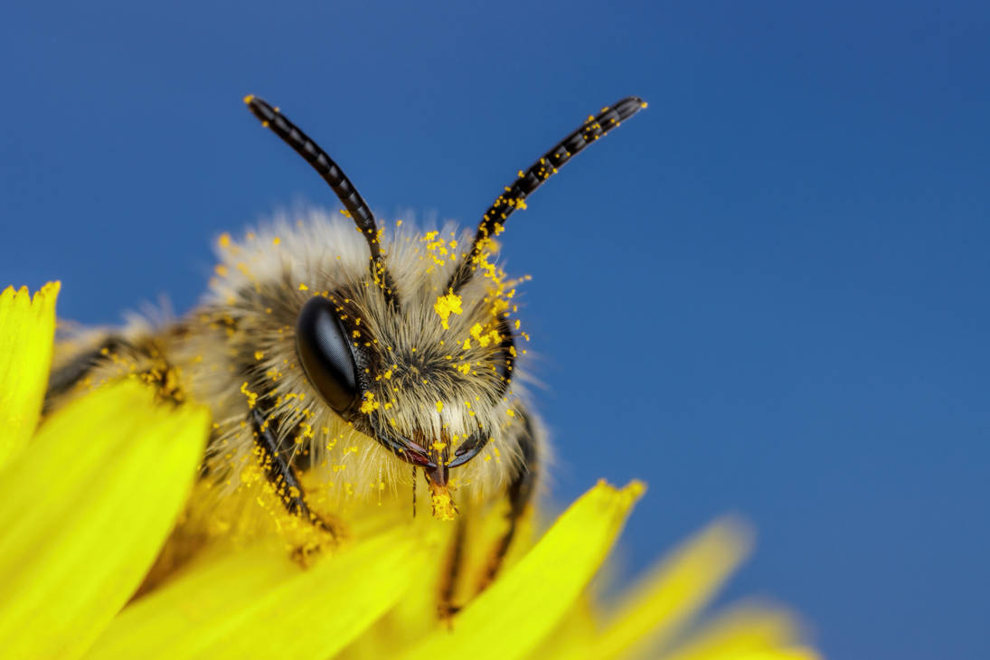 'Mining Bee Portrait' by dalantech (@dalantech) bit.ly/4cI9Hg4