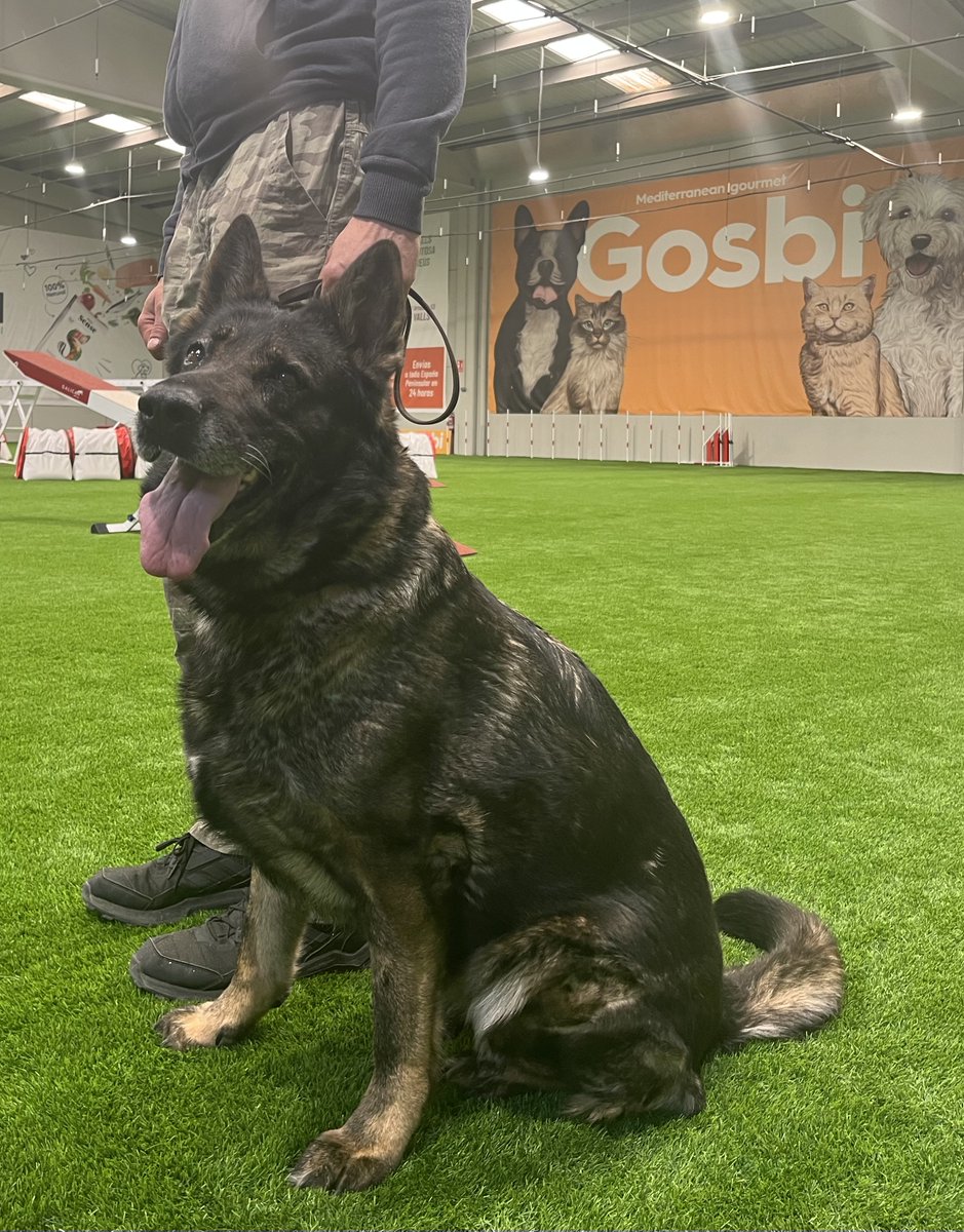Canlladruc's tweet image. Aquesta setmana oferim un curs de guia caní a Tarragona! 
:) 
¡Esta semana curso de guía canino en Tarragona!
:) 
This week: k9 handler course in Tarragona! 

#k9handlers #guiacanino #guíascaninos #seguridadprivada #lladruc