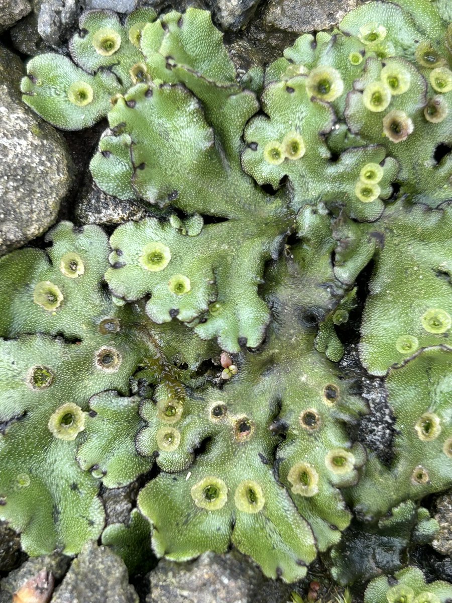 Can’t say I’ve really noticed many liverworts locally but think this is Marchantia polymorpha