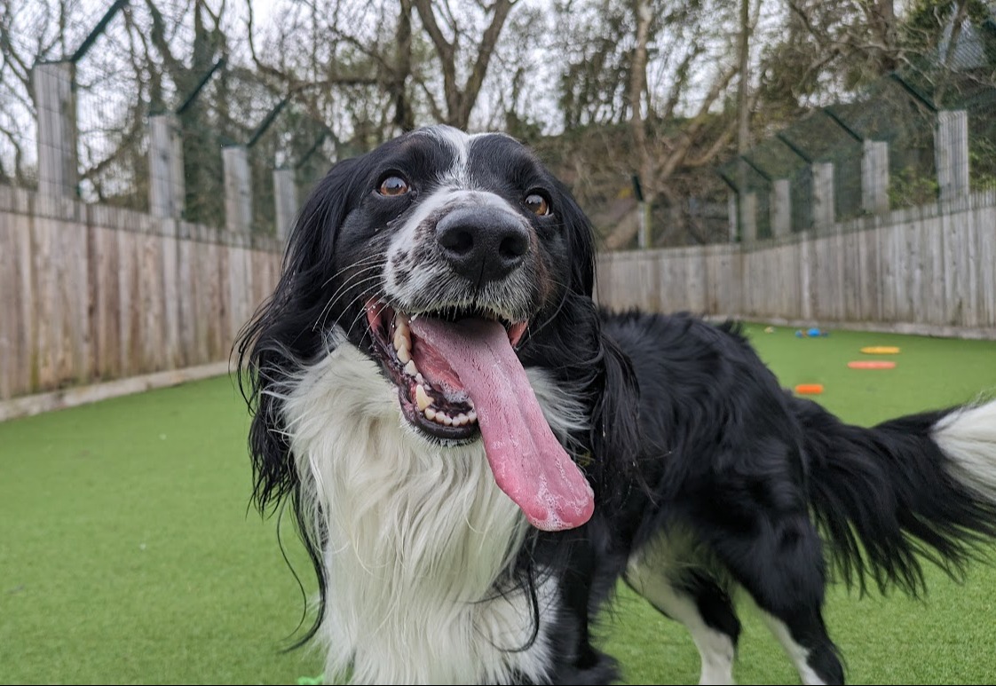 Fletcher is smashing #TongueOutTuesday 😝 This handsome chap is booked and hoping to head to his forever home later this week 🎉 Send him good luck below! ⬇🍀