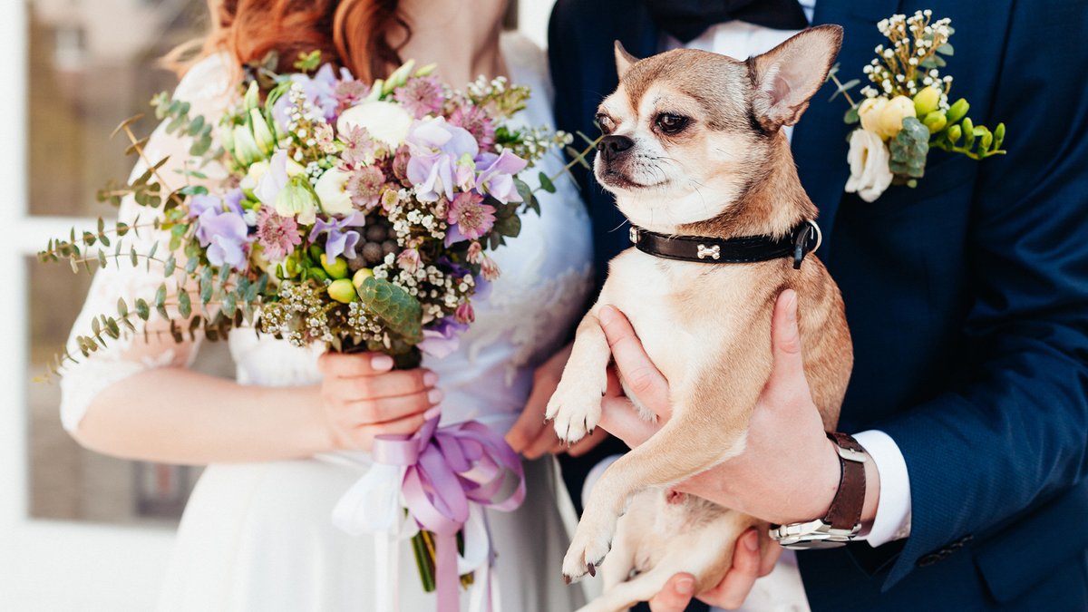 Your wedding day is a big celebration, and this means everyone you want should be there – including your pets. But how do you incorporate your animals? 👉 zurl.co/NVUL #LUXlife #Wedding #Pets