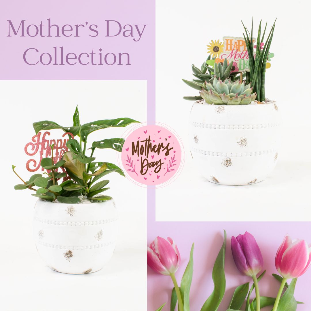 Daphne Mother's Day Succulent & Tropical Garden 🌸🌷

#colasantifarmsltd #wholesaleplants #wholesalepottery #wholesaler #springdecor #springarrangements #springplants #mothersday #springisintheair #spring