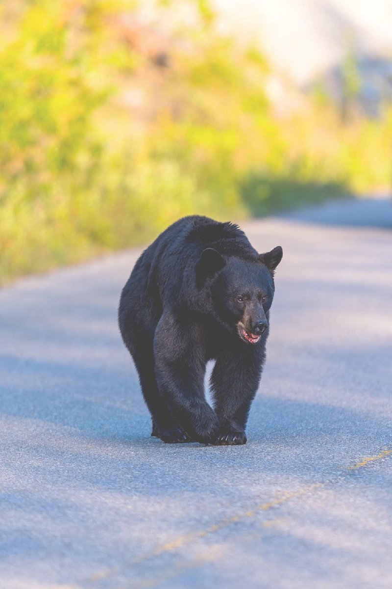 When recreating in bear country always: ✅ carry bear spray ✅ make plenty of noise ✅ stay in groups ✅ be alert for signs of bears in the area Check out this informative video on what to do if you encounter a bear and how to safely use bear spray: bit.ly/3LBe53h