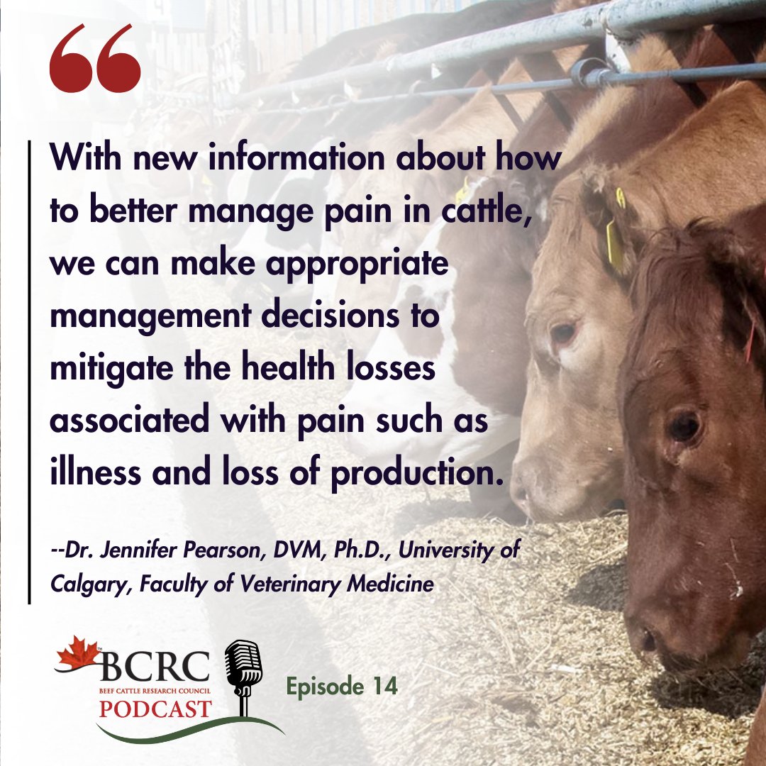 Today, more beef producers than ever are talking to their veterinarians to discuss pain relief options to help their herds withstand routine painful procedures. 🎧In this week's Canadian Beef Cattle Podcast, producers and experts share their experiences: beefresearch.ca/blog/cattle-pa…