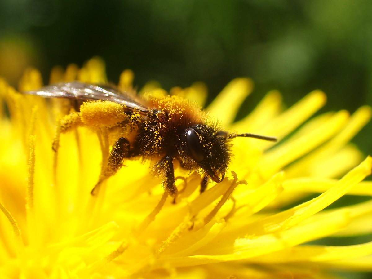 🐝 Online Bee ID session coming up! 🐝 Join us for a quick 45-minute buzz through the bee species that appear in spring with our Pollinator Conservation Officer, Charlotte. Tues 30 April, 6.30-7.15pm ⬇️ bit.ly/SpringBeesTalk 📷 Gwynne's mining bee by @bumble_being