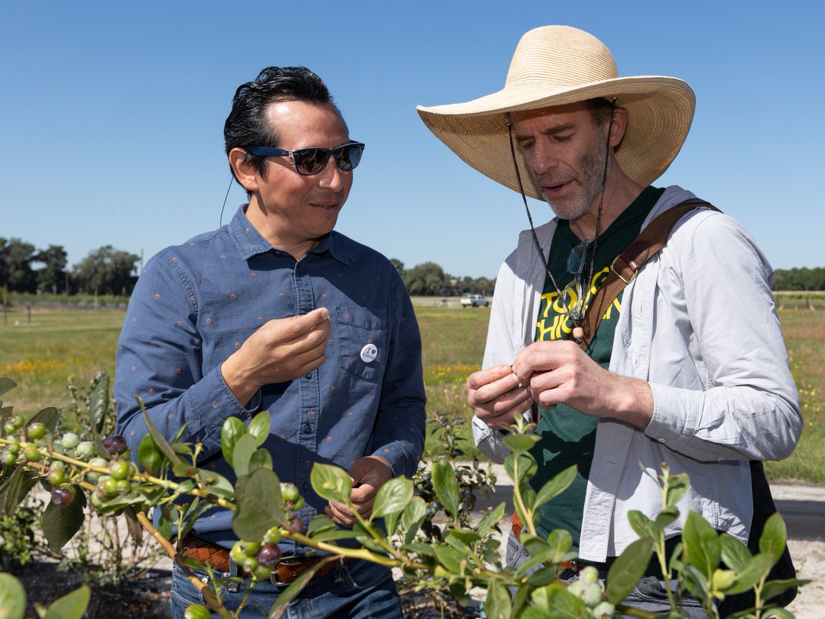 You might recognize Chef Dan Barber from Netflix's Chef's Table or his 2010 @TEDTalks! This world-renowned chef recently visited @BBerryBreeding where our plant breeders showed him the diversity of flavors grown in Florida.