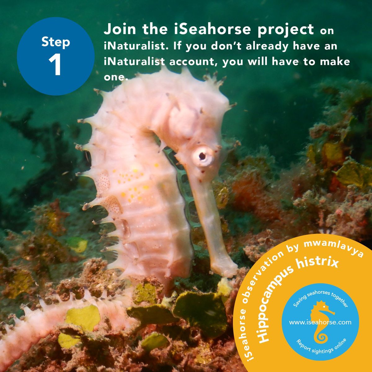 projectseahorse tweet picture