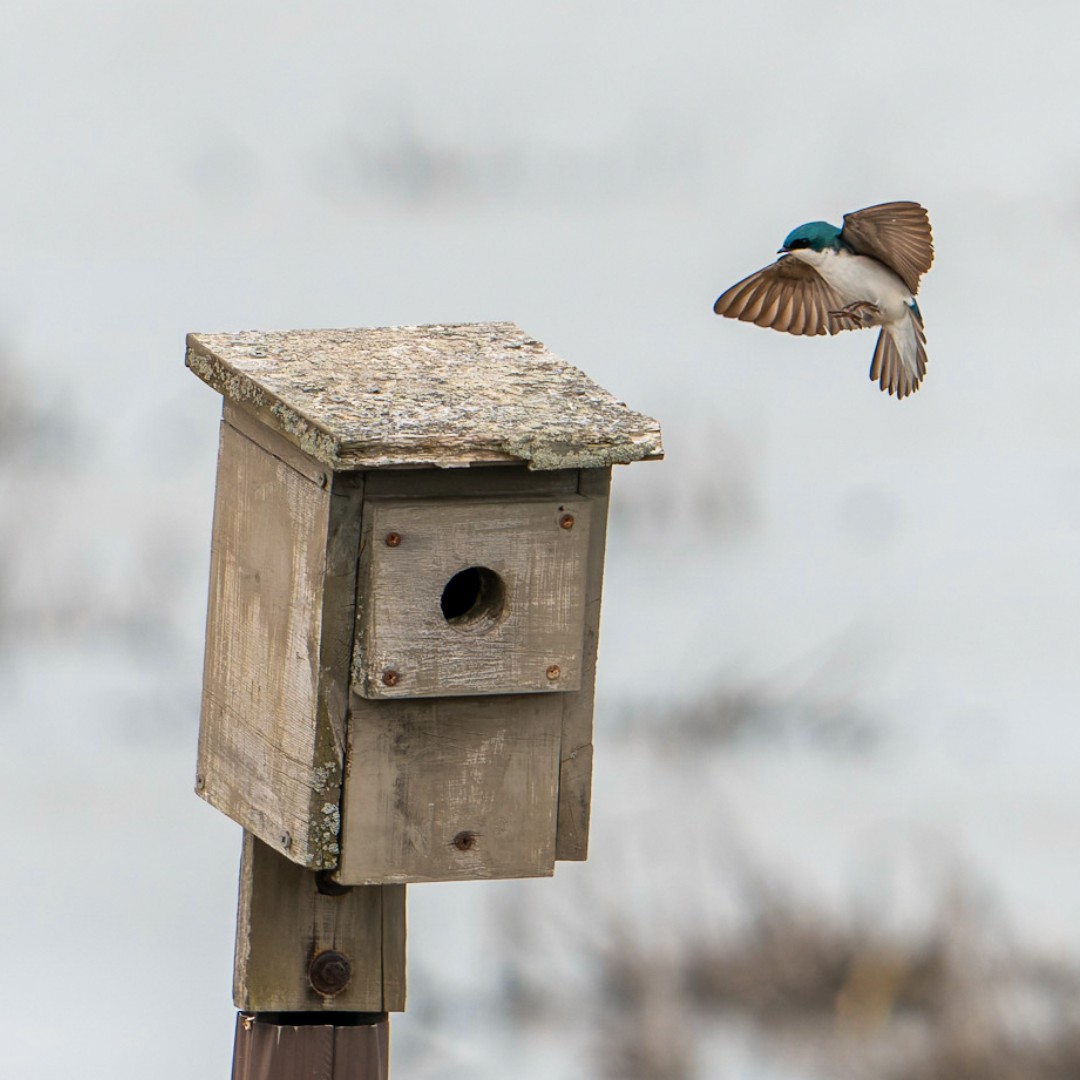 Experience the magic of migration this May! 🐦✨ Join the Zoo's ornithologist on a birding day trip and let him share his knowledge and passion for birds. Book birding trips at toledozoo.org/birding/birdin… For more birding opportunities, visit toledozoo.org/birding