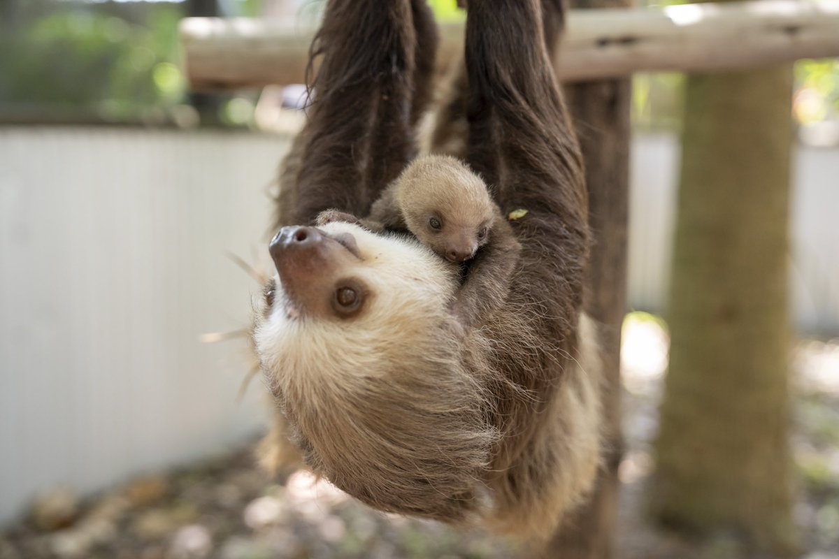 🚨 Baby sloth update 🚨: Still cute.
