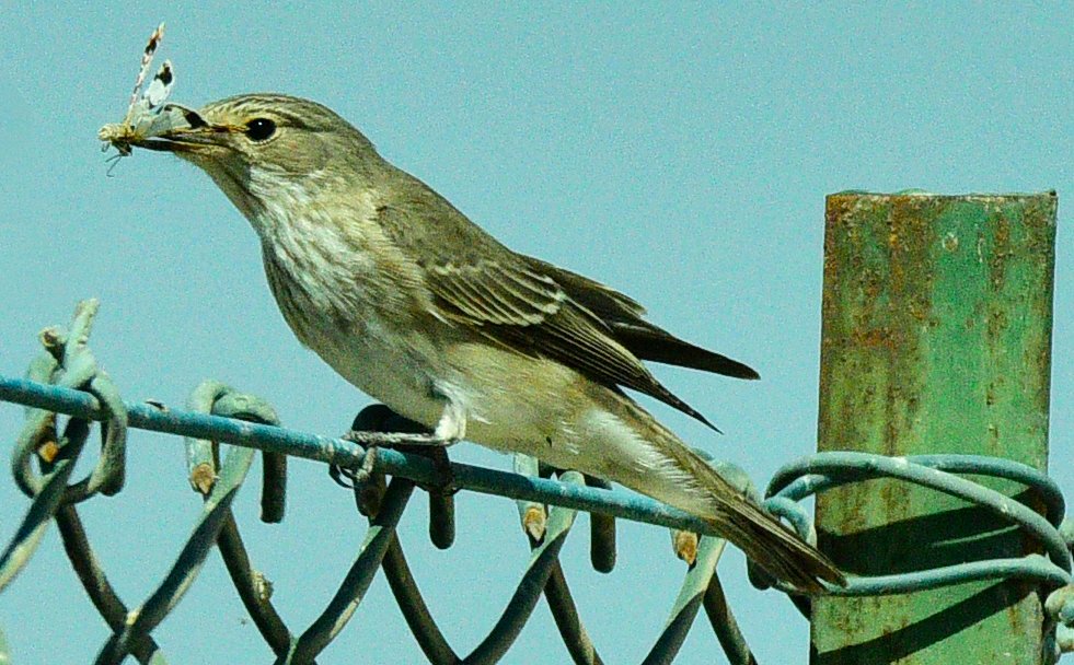 #Bahrain Spotted Flycatcher - is this a takeaway, It certainly is not fast food