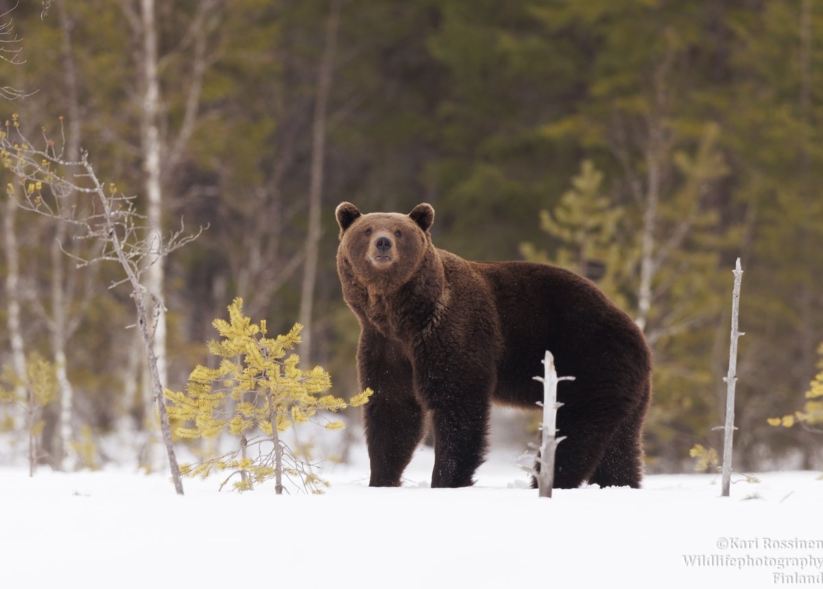 Verokarhu 4/2024. #bear #tax #Finnish