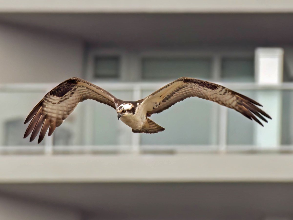 Surrounded closely by buildings on two sides, Central Park's Harlem Meer nevertheless offers excellent fishing for this Osprey, who will leave within a couple minutes of arrival with a big catch. #birdcpp