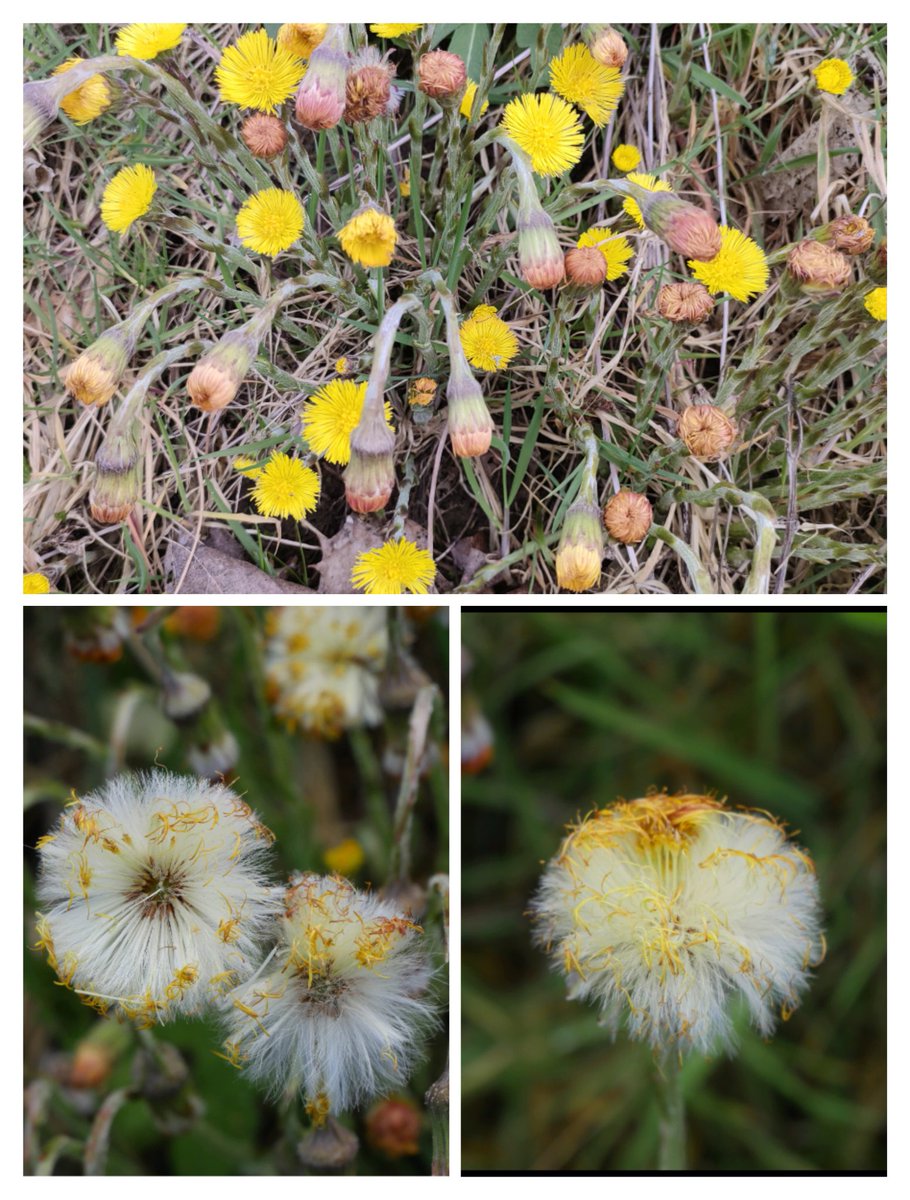 Just like Dandelions Coltsfoot 🌼 seeds are dispersed by the wind like little parachutes. The stems of the plant lengthen when the seeds are ready for dispersal to expose them to the wind.

Each seed has several dozen little hairs that catch the breeze & help maximise the…