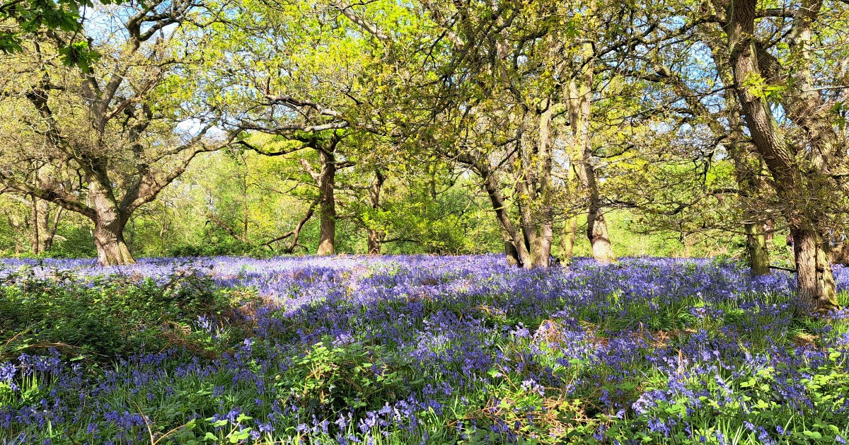 Bluebell season is here! With so many beautiful woodland and countryside walks in Essex, we are lucky to be met with these vibrant flowers in abundance each year. Have you snapped any pics of them yet? 📸: Hillhouse Wood, Colchester