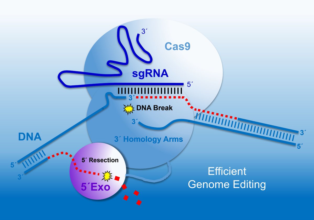 +++NewsTickerScience+++ Major progress on the CRISPR front. IPB scientists have succeeded in integrating larger DNA segments into the plant genome in a stable, scar-free and very efficient manner. 👀 buff.ly/447Yh1q 👀 👀 buff.ly/4dcrv3p @cbtomsen @trichomeIPB 💯