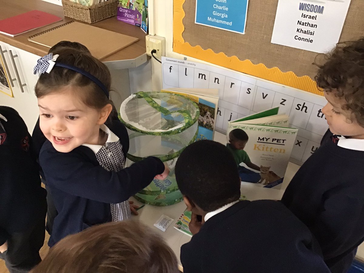 olgheyfs's tweet photo. The children skipped into school with a huge smile and their summer uniform on to find that one of our caterpillars has turned into a beautiful butterfly. #OLGHeyfs #OLGHscience #lifecycle #OLGHenglish #thehungrycaterpillar #chrysalis #butterfly https://t.co/hSYqWVwyo8