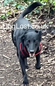 #LOST #DOG TOBY NERVOUS CYPRIOT RESCUE Older Adult #Male #CrossBreed Black #Neutered Grey Muzzle Collar & I.D. #Missing from Bidston Hill #Wirral Last sighted at Bidston Tip at 9.30am #CH41 North West Mon 15th April 2024 #DogLostUK #Lostdog #ScanMe doglost.co.uk/dog/191652