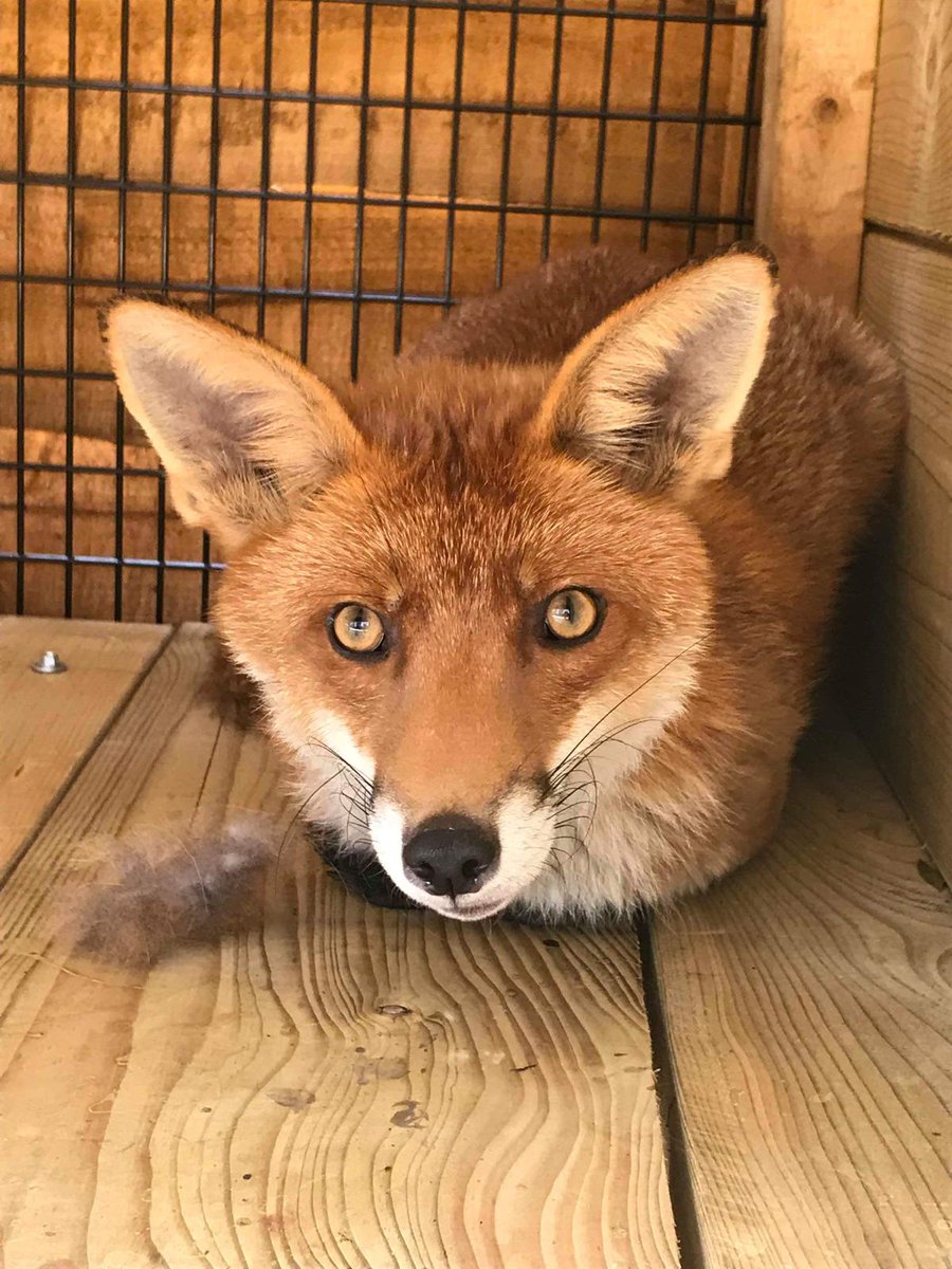 We have over 30 rescued foxes at Hopefield, all of who are too tame to release into the wild. Our latest blog read is a guide on what to do if you find a #foxcub and why you should avoid trying to hand-raise them. Please do read and share! 🦊 hopefield.org.uk/blog/what-to-d…