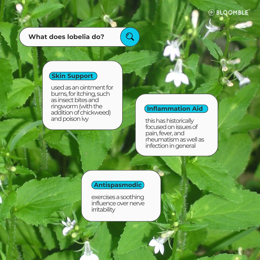 The truth about lobelia you'll wish you knew sooner: Say goodbye to discomfort and hello to relief! 🌿 #LobeliaSecrets #NaturalRelief #HolisticWellness