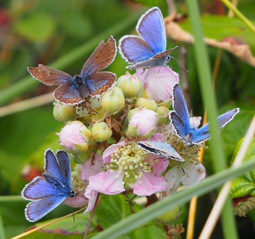 The Silver-studded Blue, an excellent  indicator species for a well-functioning  dune ecosystem,  was key to saving the ‘high dunes’' at Gwithian. We are now at threat from developers. Please help us protect the area. acp.planninginspectorate.gov.uk/ViewCase.aspx?…