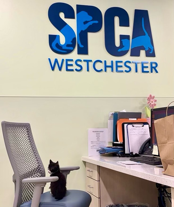 We have the cutest new employee running the front desk today 😻 #AdoptDontShop