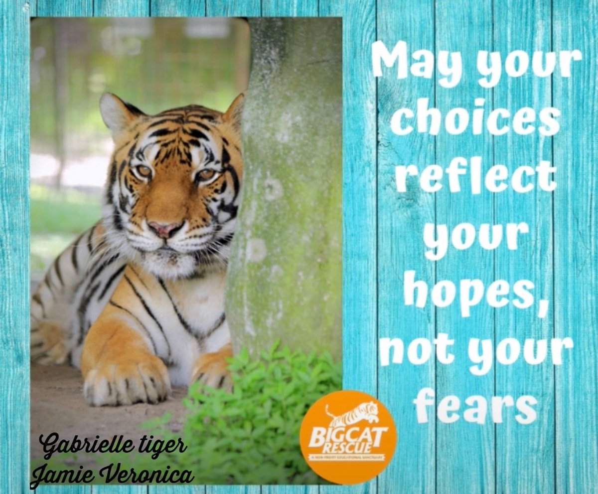 “May your choices reflect your hopes, not your fears.” #GabrielleTiger #BigCatRescue #BigCats #Tiger #Choice #Hope #Quote #Quotes #QuoteOfTheDay #Inspire #Inspirational #InspirationalQuotes #CaroleBaskin