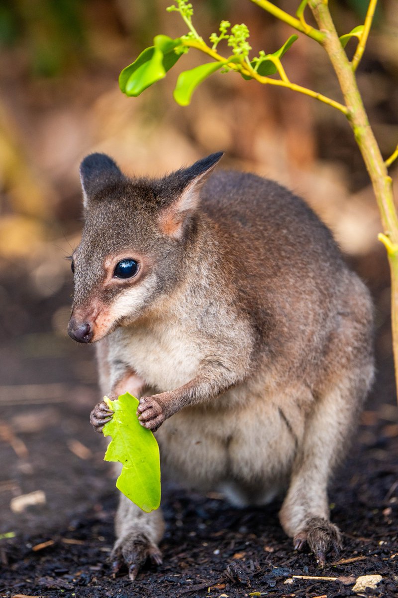 'MINIATURE KANGAROO' BORN 🦘 This adorable dusky pademelon joey started life the size of a jelly bean inside its mum's pouch, but will only grow to 2ft tall! Found only in the forests of New Guinea, their population has declined by 30% in the last two decades, largely due to…