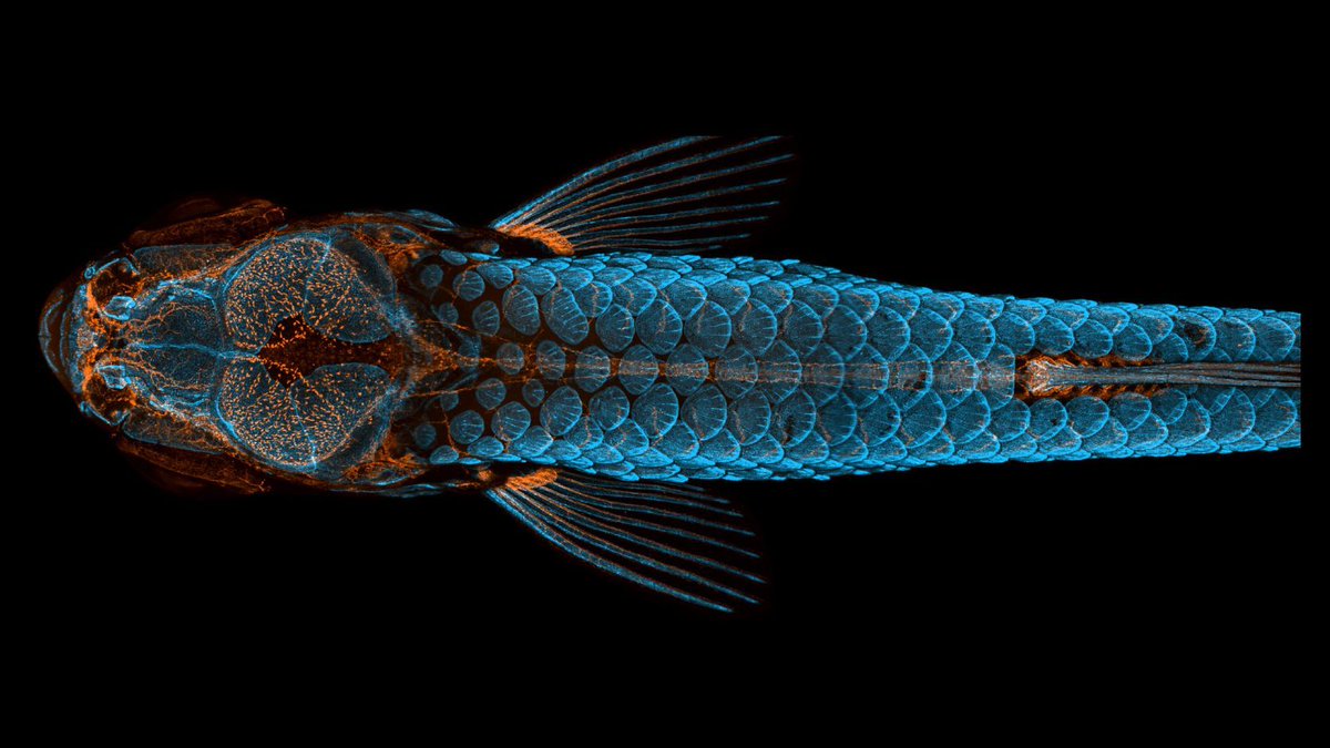 The regenerative capacity of the zebrafish caudal fin is not limited by the lack of telomerase, new study finds. Preprint evaluated by @ReviewCommons. sciety.org/articles/activ…