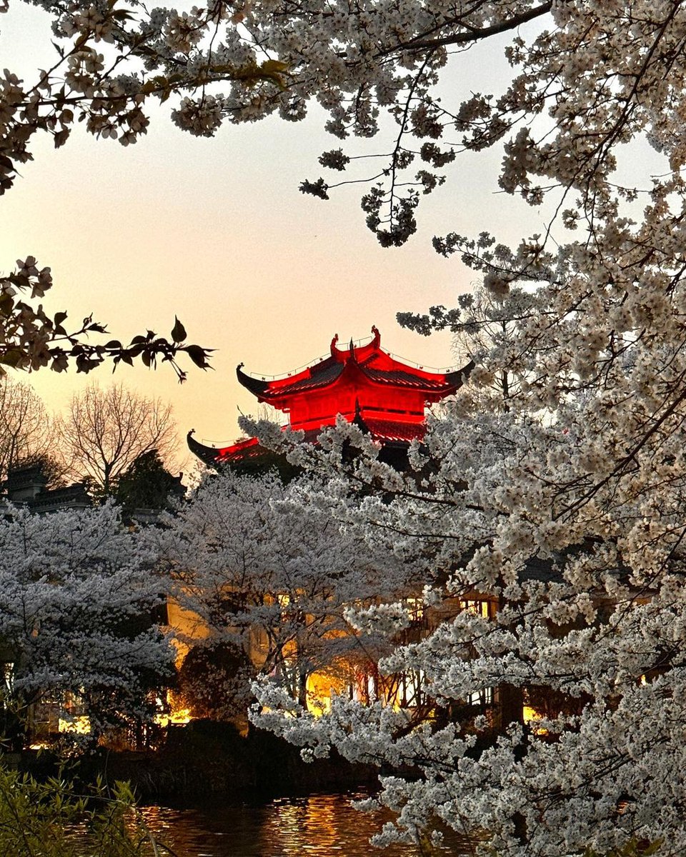 Come to China during springtime to enjoy the beauty of cherry blossom.