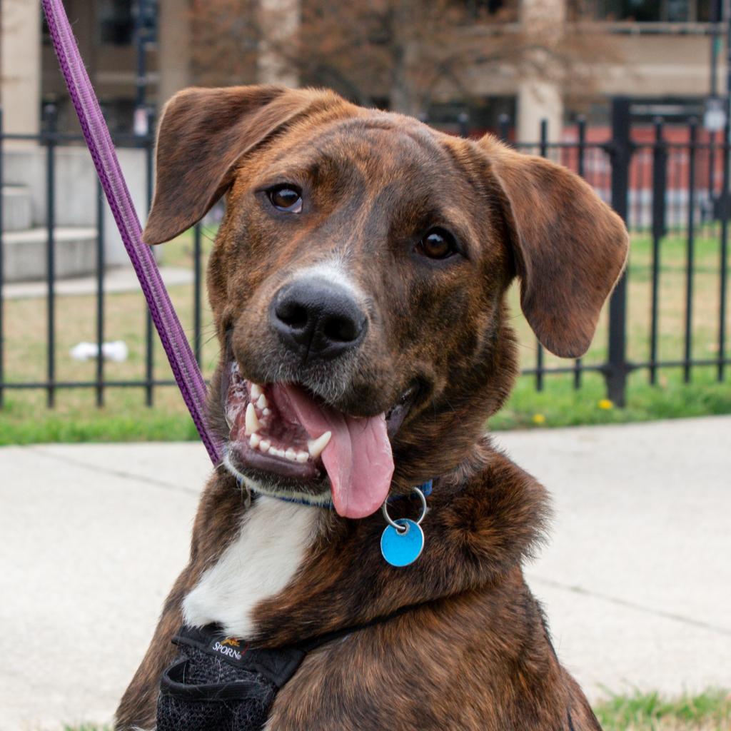 Tommy is the sweetest boy! This 7-month-old hound mix loves to love his people - and he couldn’t be a better cuddler. Apply to give Tommy his fur-ever home: bit.ly/adopt-tommy 🐾 #DCDogs #DogsofDC #AdoptTommy #Hound