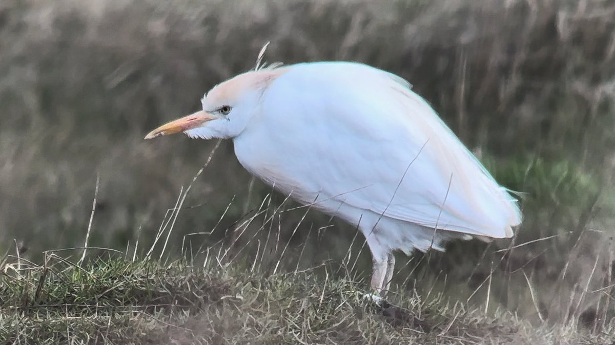 I expected a rather bedraggled pair of Cattle Egrets to be my best finds today, hanging on through 40mph winds on the old saltmarsh at Gibraltar Point. Until a male Serin flew south over me on the beach! A torrid day weather wise but 4 new birds take me to 171/228 @PatchBirding