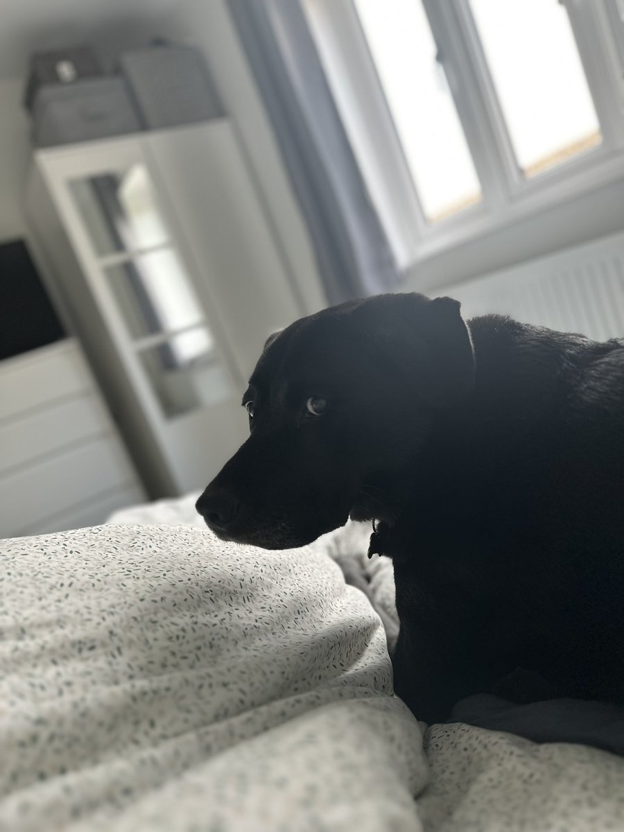 Rex wanted to join me on the bed to listen to the rain 😂 #petpics #blacklab #dogsofX