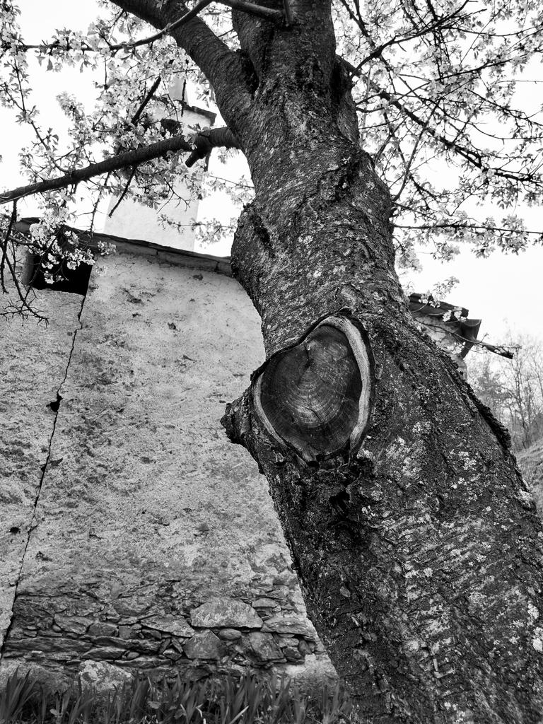 ◾️🤍◾️🩶🩷🖤🤍🖤🩷🩶◾️🤍◾️
#thicktrunktuesday at the Vareille chapel in Sarre