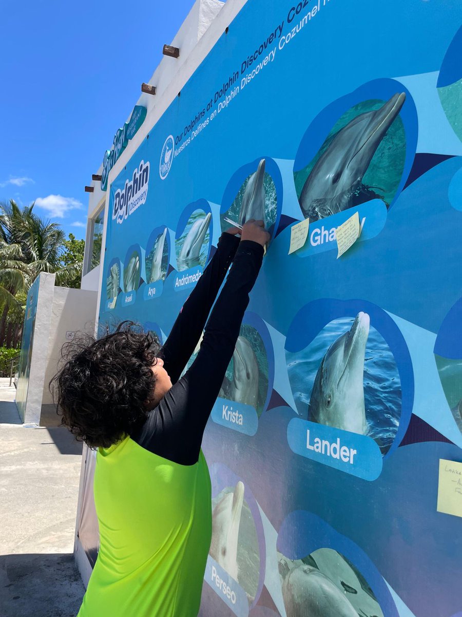 Dimos inicio a nuestra semana del Delfín con divertidas actividades en nuestros Hábitats de @dolphindiscESP Nuestro huéspedes además de divertirse tuvieron la oportunidad de aprender más sobres estos maravillosos Mamíferos Marinos, darles mensajes con cariño a nuestros Delfines…