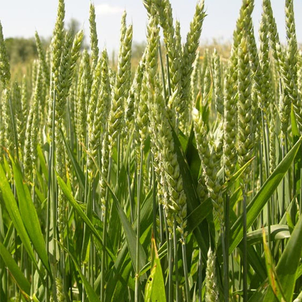 #LeSaviezVous? L'amélioration génétique, l'irrigation, les engrais et la mécanisation ont augmenté les rendements. Pour le blé, ils sont passés de 1 à 3,5 tonnes/hectare entre 1960 et 2020. En Europe, ils peuvent monter à 7 ou 8 tonnes/hectare. [En librairie demain]