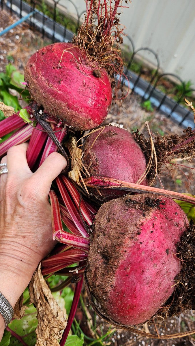 I had several rows of beets growing last fall and they did great until our 1 week of winter in Texas. All died except 3 jumbo and 1 regular size. #homesteading #growfood